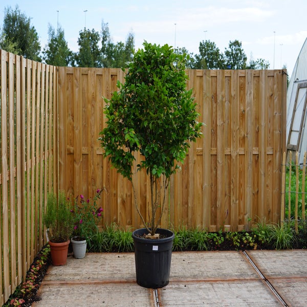 Camelia meerstammig (Camellia japonica) - Droomplanten