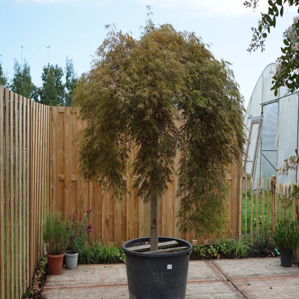 Japanse Esdoorn op stam (Acer palmatum dissectum 'Inaba Shidare') - Droomplanten