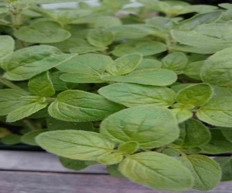 Hyssop (Hyssopus officinalis)