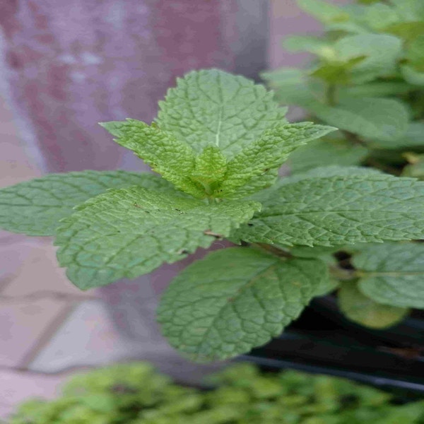 Handvol pols Vorm van het schip Marokkaanse munt (Mentha spicata 'Moroccan') | Directplant