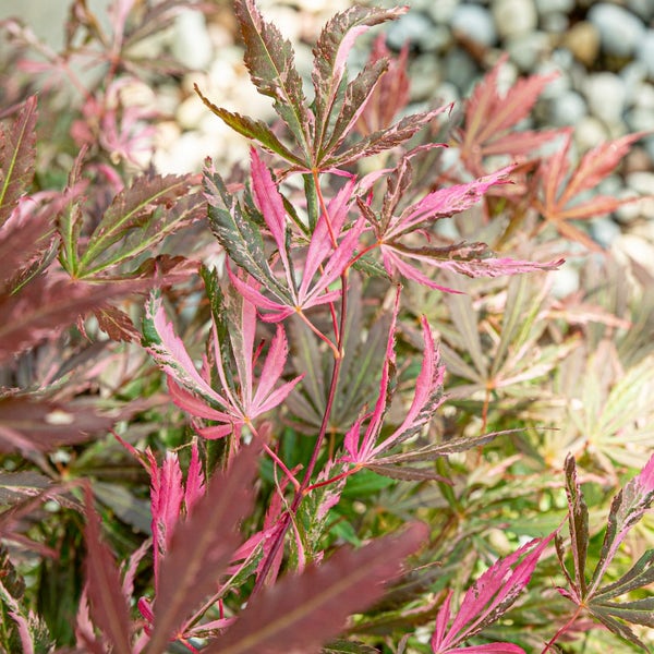 Acer palmatum 'Extravaganza' blad