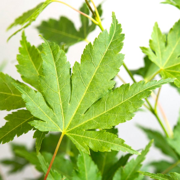 Japanse Esdoorn (Acer palmatum 'Going Green')