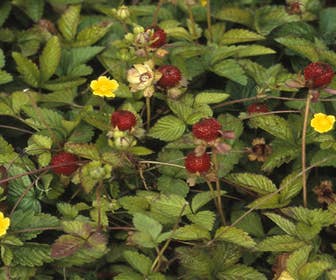 Sieraardbei (Duchesnea indica)
