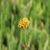 Duizendblad (Achillea filipendulina 'Cloth of Gold') (BIO)