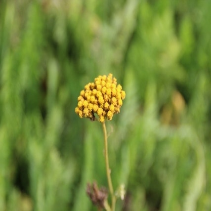 Duizendblad (Achillea filipendulina 'Cloth of Gold') (BIO)