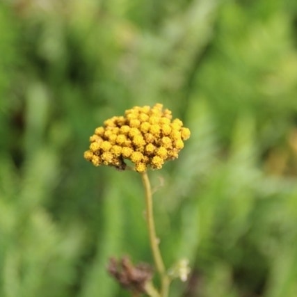 Duizendblad (Achillea filipendulina 'Cloth of Gold') (BIO)