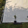 Hazelaar (Corylus avellana 'Roter zellernoot') Bio