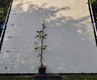 Nashi (Aziatische peer) (Pyrus pyrifolia 'Chojuro') Bio