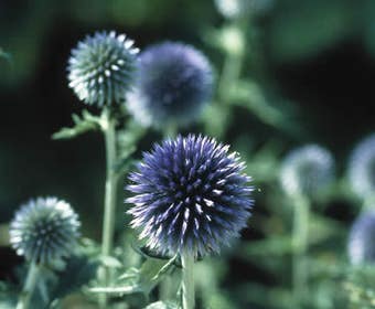 Kogeldistel (Echinops bannaticus 'Taplow Blue')