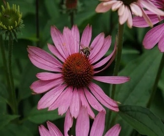 Zonnehoed (Echinacea purpurea 'Magnus') BIO