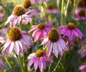 Zonnehoed (Echinacea purpurea 'Pow Wow Wild Berry')