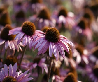 Zonnehoed (Echinacea purpurea 'Augustkönigin')