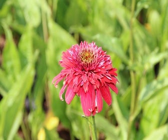 Zonnehoed (Echinacea purpurea 'Eccentric')