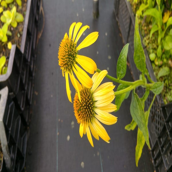 Zonnehoed (Echinacea purpurea 'Harvest Moon') Directplant