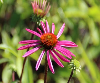 Zonnehoed (Echinacea purpurea 'Pica Bella')