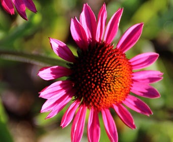 Zonnehoed (Echinacea purpurea 'Vintage Wine')