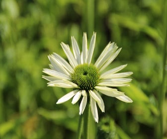 Zonnehoed (Echinacea purpurea 'Virgin')