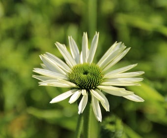 Zonnehoed (Echinacea purpurea 'Virgin')