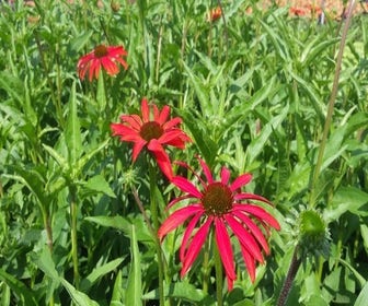 Zonnehoed (Echinacea p. 'Tomato Soup')