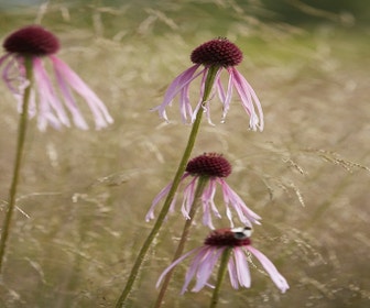 Egelzonnehoed (Echinacea pallida)