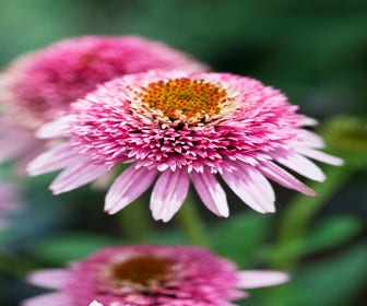 Zonnehoed (Echinacea purpurea 'Butterfly Kisses')