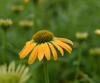 Zonnehoed (Echinacea purpurea 'Golden Skipper')