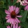 Zonnehoed (Echinacea purpurea 'Magnus')