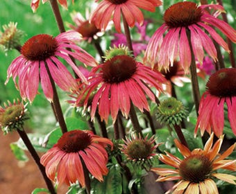 Zonnehoed (Echinacea 'Summer Sky')
