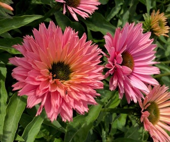 Zonnehoed (Echinacea purpurea 'SunSeekers Salmon')