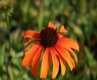 Zonnehoed (Echinacea purpurea 'Tangerine Dream')