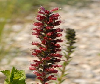 Slangekruid (Echium russicum)
