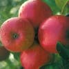 Lei-Appel (Malus domestica 'Ecolette') 