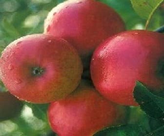 Lei-Appel (Malus domestica 'Ecolette') 