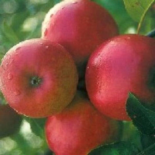 Lei-Appel (Malus domestica 'Ecolette') 