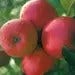 Malus domestica 'Ecolette'