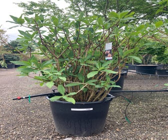 Papierstruik (Edgeworthia chrysantha)