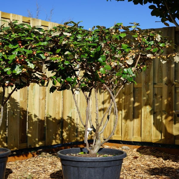 Meerstammige olijfwilg (Elaeagnus Ebbingei) 