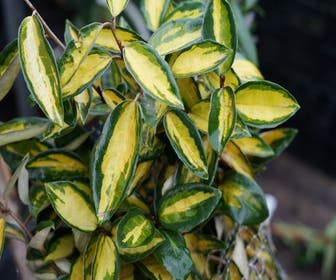 Olijfwilg (Elaeagnus ebbingei 'Elaeador')