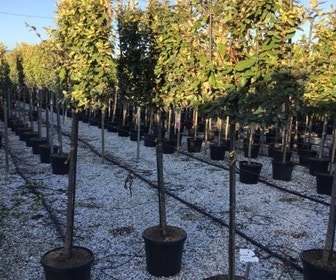 Olijfwilg halfstam als leiboom (Elaeagnus ebbingei)