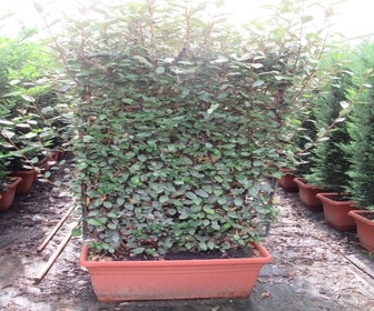 Olijfwilg als leivorm (Elaeagnus ebbingei 'Compacta')