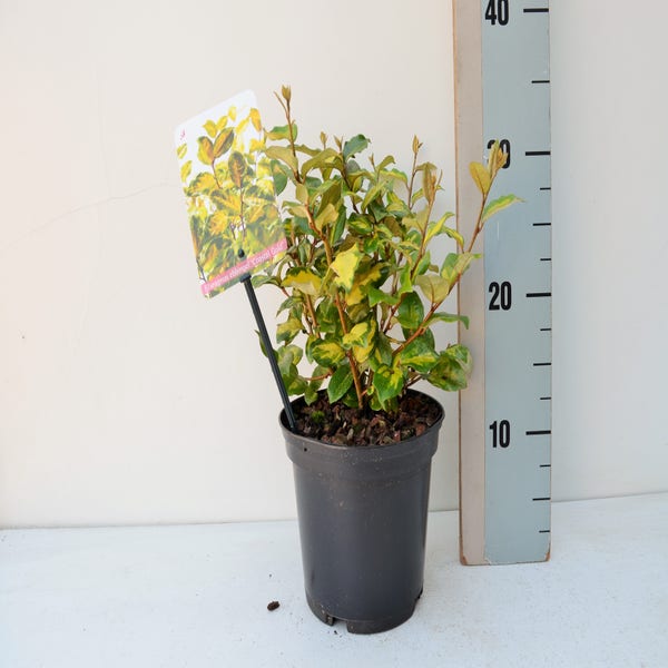 Bonte Olijfwilg (Elaeagnus ebbingei 'Coastal Gold')
