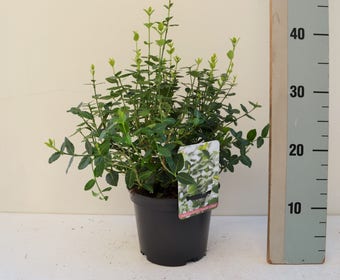 Kardinaalshoed (Euonymus fortunei 'Emerald Green')