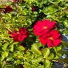Struikroos (Rosa 'Emily Davies') (BIO)
