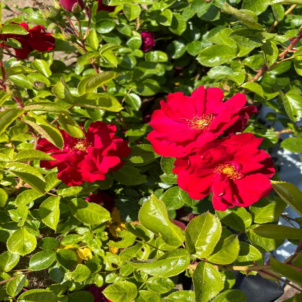 Struikroos (Rosa 'Emily Davies')