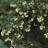 Pronkklokje (Enkianthus campanulatus)
