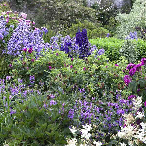 Borderpakket Engelse rozen (2 M²)