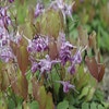 Elfenbloem (Epimedium grandiflorum 'Lilafee')