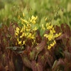 Elfenbloem (Epimedium perralchicum 'Frohnleiten') Bio