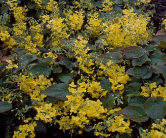 Elfenbloem (Epimedium perralderianum)