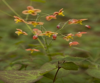 Elfenbloem (Epimedium pubigerum 'Orangekönigin')